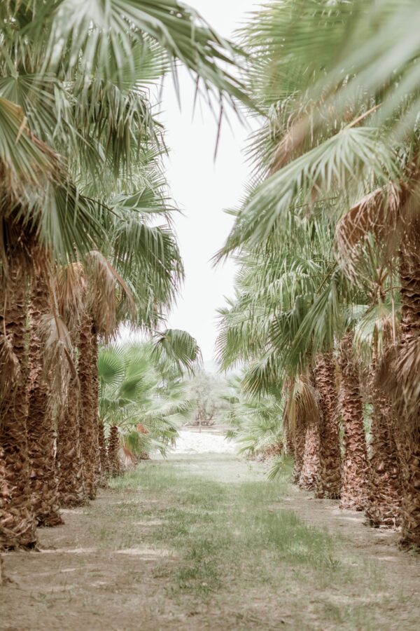 Oasis in the Desert